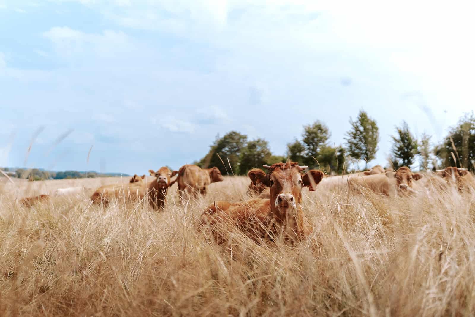 Troupeau de vaches limousines dans les hautes herbes, campagne de Léglise